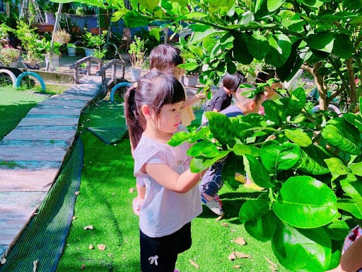 Hoạt động sưu tầm lá cây giúp trẻ phát triển kỹ năng quan sát